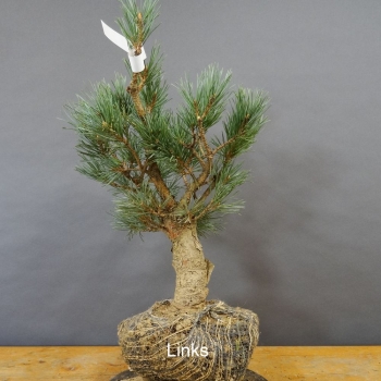 Pinus sylvestris Silberkiefer